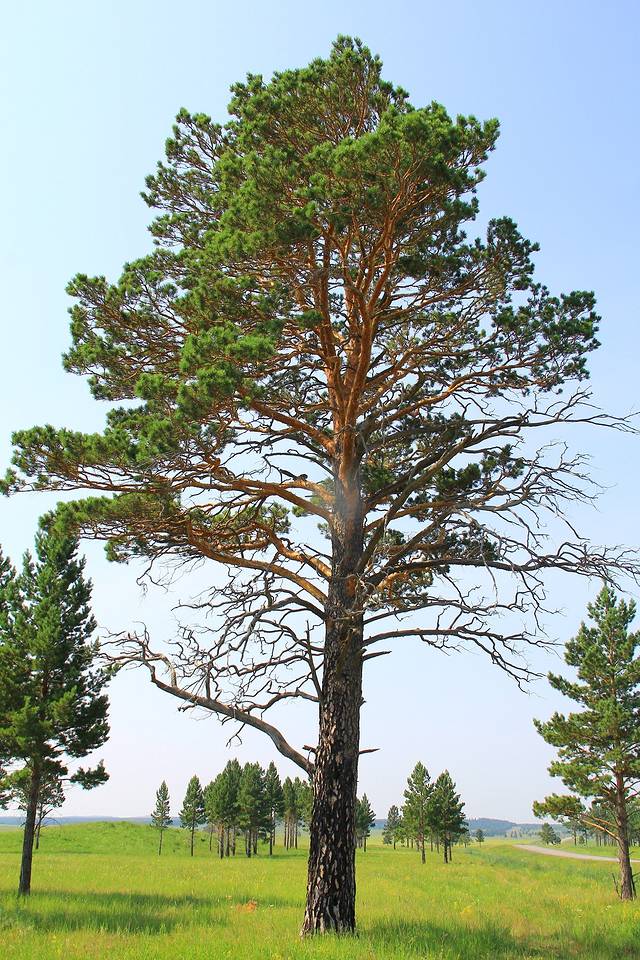 樟子松的種植前景怎么樣？