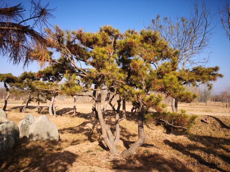 如何防止油松苗木挖取時(shí)不會(huì)受損？