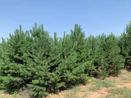 如何才能使造型油松盡早的開(kāi)花呢？